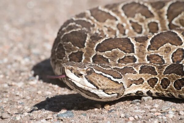 Reportan nuevo caso de muerte por mordedura de serpiente - Nacionales - ABC Color
