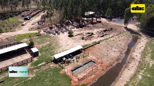 Productor de San Alberto diversifica con Agricultura, Forestal y Pecuaria  - ABC Noticias - ABC Color