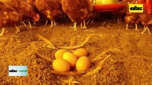 Importancia de las horas luz en la producción de gallinas ponedoras - ABC Rural - ABC Color