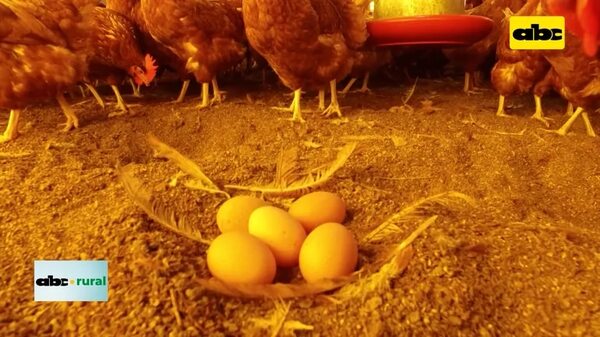 Importancia de las horas luz en la producción de gallinas ponedoras - ABC Rural - ABC Color