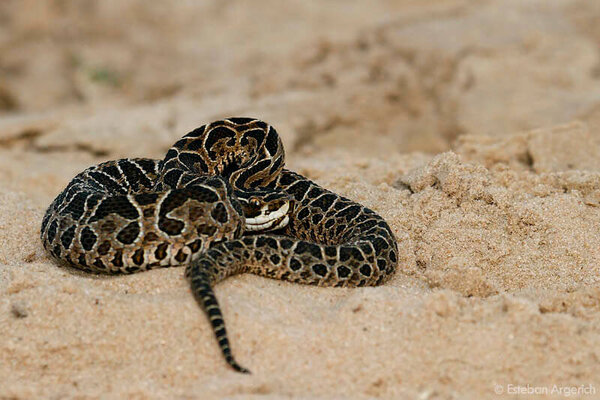 Niña de seis años falleció a causa de una mordedura de serpiente - Radio Imperio