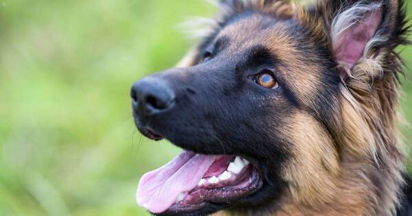 La Nación / Perros conciencian contra consumo de carne canina en Vietnam