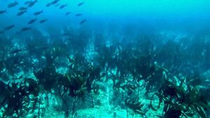 Descubren un bosque de quelpos: Las algas gigantes del océano