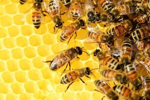 Septuagenario falleció luego de sufrir un ataque de abejas - Radio Imperio