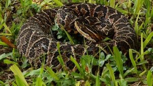 Mordeduras de serpientes: instan a aumentar pesquisas sobre accidentes ofídicos y a producir antídoto nacional - Nacionales - ABC Color