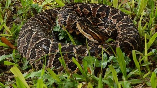 Mordeduras de serpientes: instan a aumentar pesquisas sobre accidentes ofídicos y a producir antídoto nacional - Nacionales - ABC Color