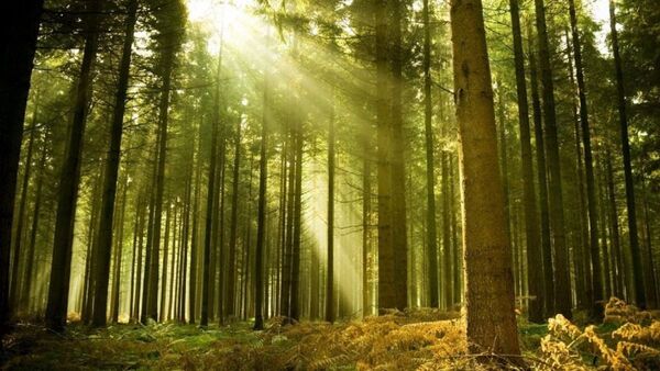 La Tierra puede perder hasta un 10% de la biodiversidad para 2050