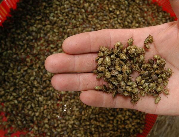 México registra el superávit agroalimentario más alto en 28 años - MarketData