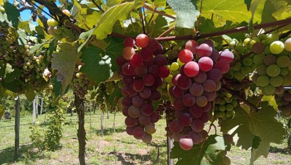 Racimos de dulzura: producción de uva nacional elevó 30% su rendimiento (resta lidiar con el contrabando)