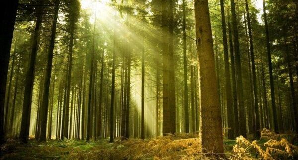 La Tierra puede perder hasta un 10% de la biodiversidad para 2050