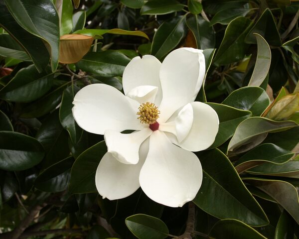Magnolias en flor - El Independiente