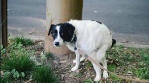 Diario HOY | ¿Por qué tu perro te mira cuando está haciendo caca?
