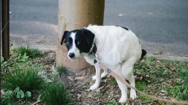 Diario HOY | ¿Por qué tu perro te mira cuando está haciendo caca?