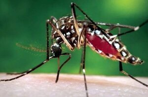 ¿Cómo repeler los mosquitos que llegan en enjambres a nuestras casas? - Nacionales - ABC Color