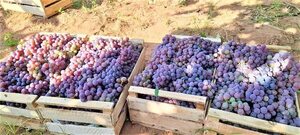 Preocupa a productores de La Colmena bajo precio de la uva y la falta de mercado - Nacionales - ABC Color