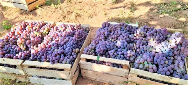 Preocupa a productores de La Colmena bajo precio de la uva y la falta de mercado - Nacionales - ABC Color