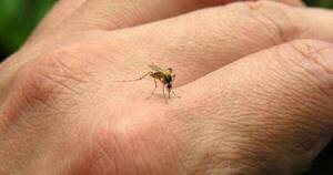 La Nación / Vigilancia de la Salud reporta, esta semana, 161 casos nuevos de chikungunya y 60 casos de dengue