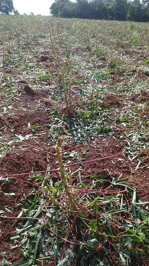 Granizada golpea en tres distritos de Itapúa y causa daños a cultivos - Nacionales - ABC Color