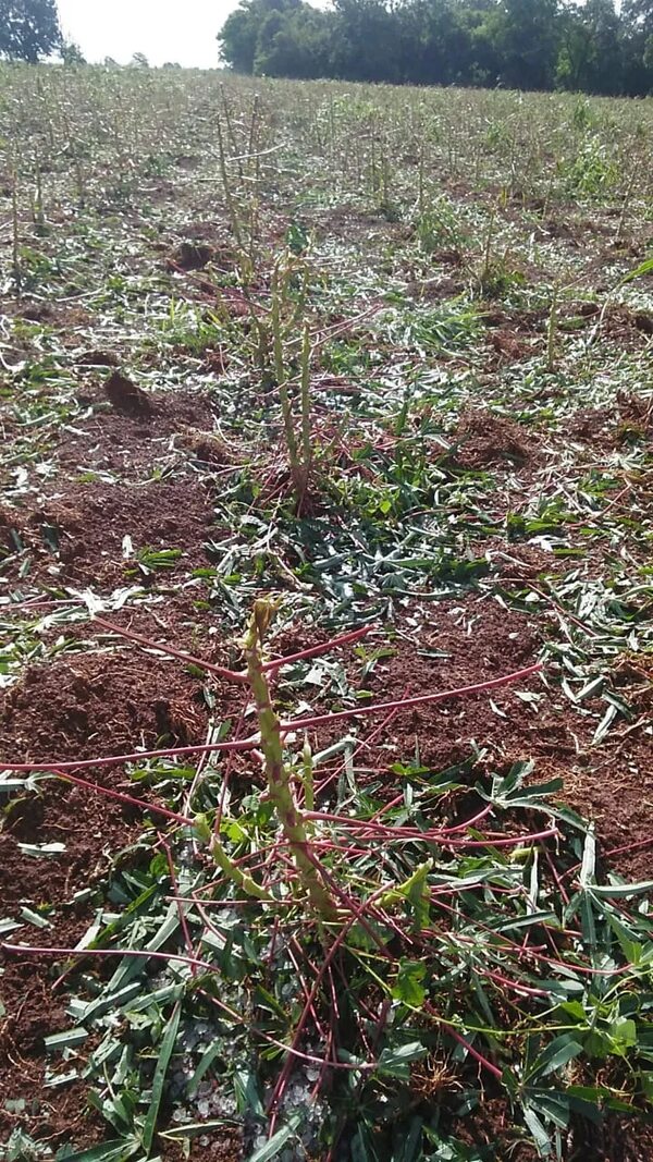 Granizada golpea en tres distritos de Itapúa y causa daños a cultivos - Nacionales - ABC Color