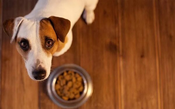 Como alimentar a mi perro según su raza - Mascotas - ABC Color