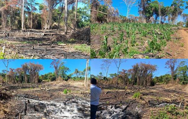 Invasores armados tienen en zozobra a una familia en Carayaó: están arrasando una zona boscosa – Prensa 5