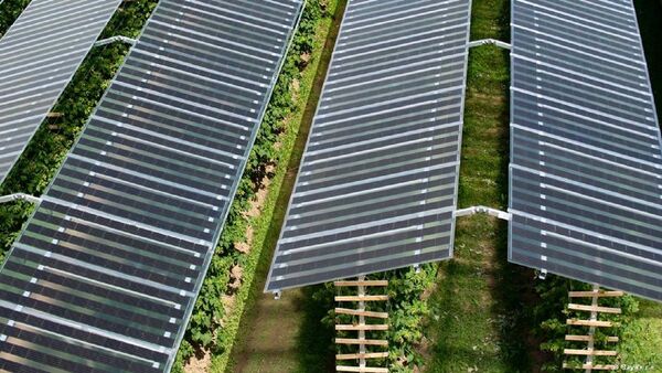 En Israel crean célula que genera electricidad verde y mejora cultivos