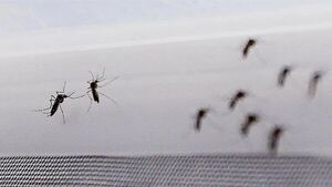 Aumento de dengue y chikungunya será más crítico en febrero y marzo