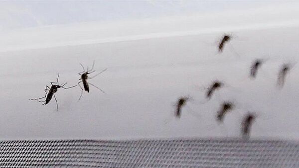 Aumento de dengue y chikungunya será más crítico en febrero y marzo