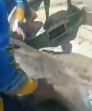 (VIDEO) ¡Ñandejara! pescan un javevyi con ayuda de 3 embarcaciones y 6 hombres