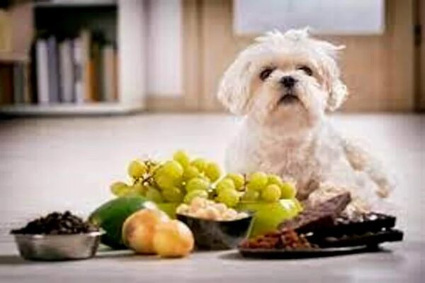 Mascotas: Lo que sí y lo que no debes darle de comer a tu perro - Mascotas - ABC Color