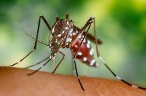Arbovirosis: aumentan casos de chikungunya y dengue | Lambaré Informativo
