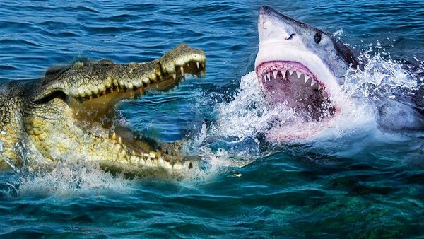 Diario HOY | Australiano sobrevive a un naufragio en aguas llenas de cocodrilos y tiburones