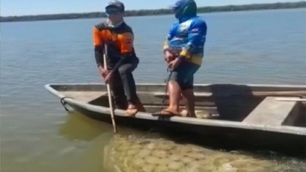 Pescadores capturan una raya de 180 kilos en el río Paraná en Ayolas