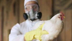 Existe la posibilidad de que la gripe aviar se convierta en la próxima pandemia, alertan
