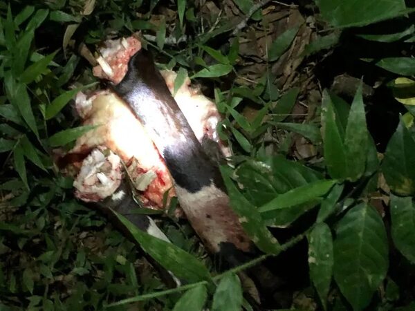 Abigeato persiste en Arroyos y Esteros, denuncian - Nacionales - ABC Color