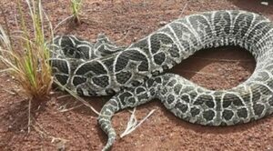 Reportan otra mordida de serpiente en Caaguazú - ADN Digital