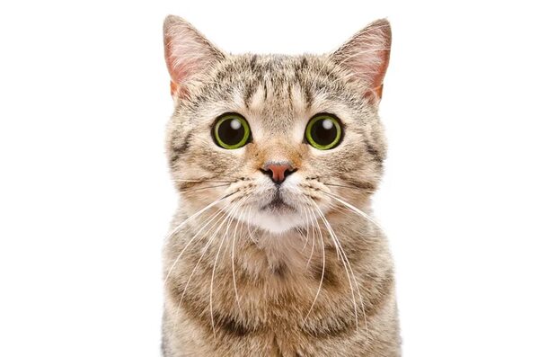 Pirotecnia: 8 consejos para proteger a nuestros gatos de los estruendos de Navidad y Año Nuevo - Mascotas - ABC Color