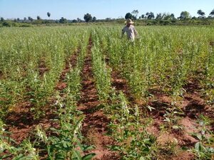 Producción de sésamo en riesgo por la falta de lluvia y el intenso calor - Nacionales - ABC Color