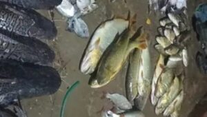 Mortandad de peces en el Río Tebicuarymi y suministro de agua de ESSAP en riesgo - Nacionales - ABC Color