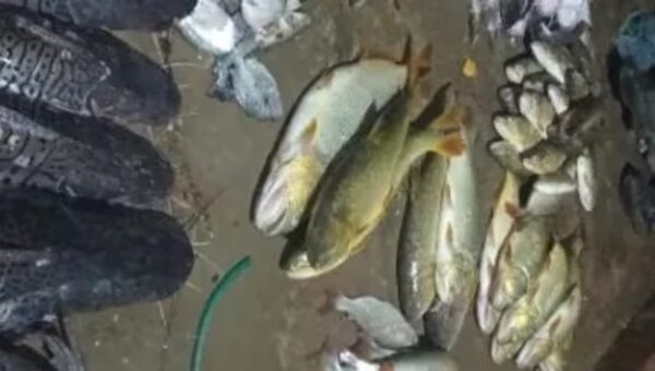 Mortandad de peces en el Río Tebicuarymi y suministro de agua de ESSAP en riesgo - Nacionales - ABC Color