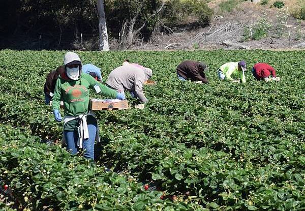 Un programa de la FAO benefició a más de 23.000 agricultores latinoamericanos - Revista PLUS