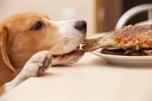 ¿Pueden los perros comer pescado? - Mascotas - ABC Color