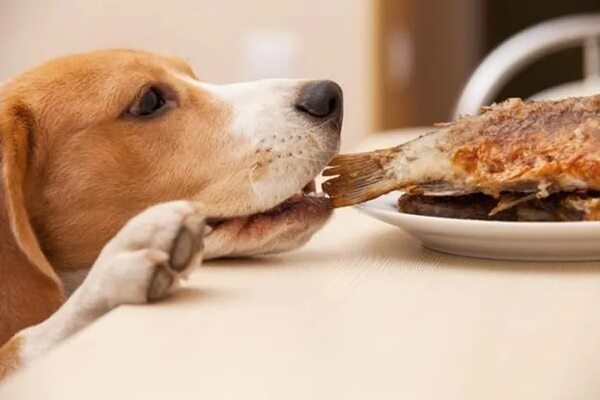 ¿Pueden los perros comer pescado? - Mascotas - ABC Color