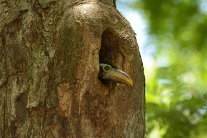 Inicia temporada de reproducción y avistamiento de crías de animales silvestres en reservas de Itaipu - .::Agencia IP::.