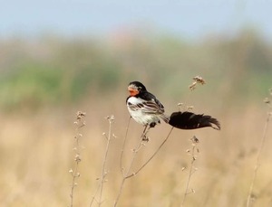 Renovación de la ruta PY09 marcó un hito en la gestión ambiental del Chaco - .::Agencia IP::.
