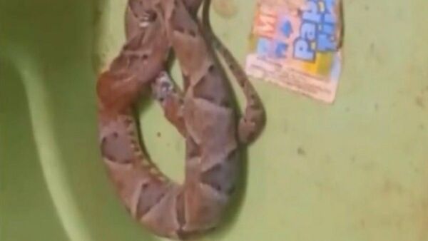 Niño de 3 años es la nueva víctima del ataque de serpiente