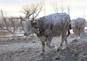 Estados Unidos afronta tormenta invernal “única en una generación” - Unicanal