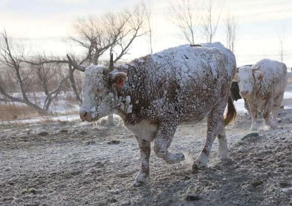 Estados Unidos afronta tormenta invernal “única en una generación” - Unicanal
