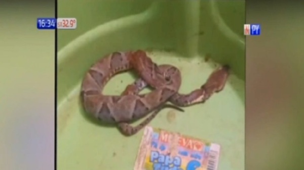 Curuguaty: Otra víctima de una serpiente - Paraguaype.com