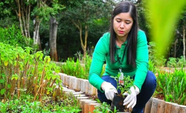 Produjeron más de 73.643 mudas de plantas medicinales